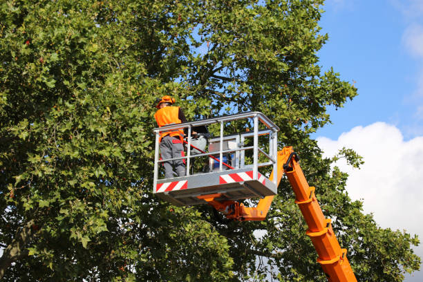 Bedford Hills, NY Tree Care Services Company