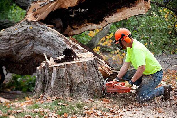 How Our Tree Care Process Works  in  Bedford Hills, NY